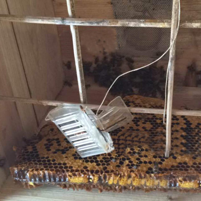 Queen Bee Catcher